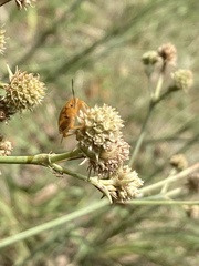 Orsilochides stictica