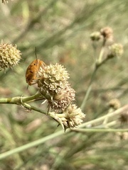 Orsilochides stictica