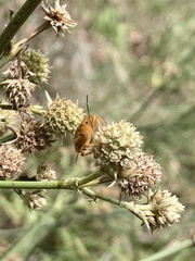 Orsilochides stictica