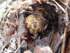 Morchella populiphila