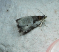 Olethreutes punctanum