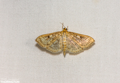 Herpetogramma thestealis