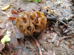 Morchella populiphila
