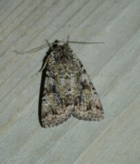 Anaplectoides pressus