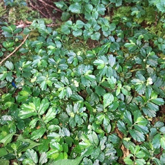 Elatostema obtusum trilobulatum
