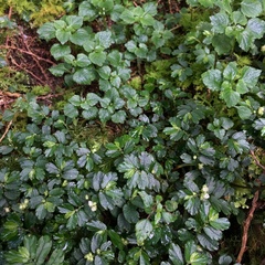 Elatostema obtusum trilobulatum