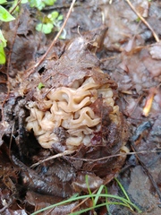 Morchella populiphila