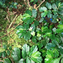 Elatostema obtusum trilobulatum