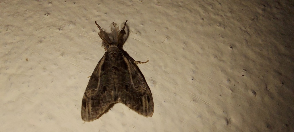 Tussock Moths from Digboi, Assam 786171, India on July 23, 2022 at 07: ...
