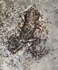 Pristomyrmex punctatus