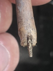 Blastobasis adustella