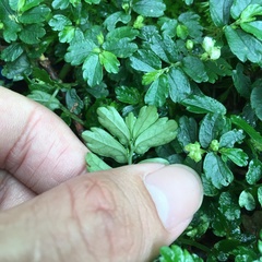 Elatostema obtusum trilobulatum