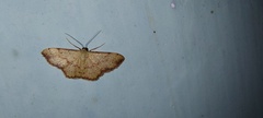 Idaea craspedota