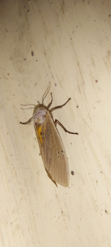 Butterflies and Moths from Digboi, Assam 786171, India on July 23, 2022 ...