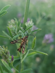 Pyropteron triannuliformis