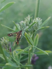 Pyropteron triannuliformis