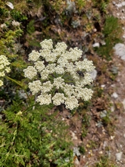 Meum athamanticum