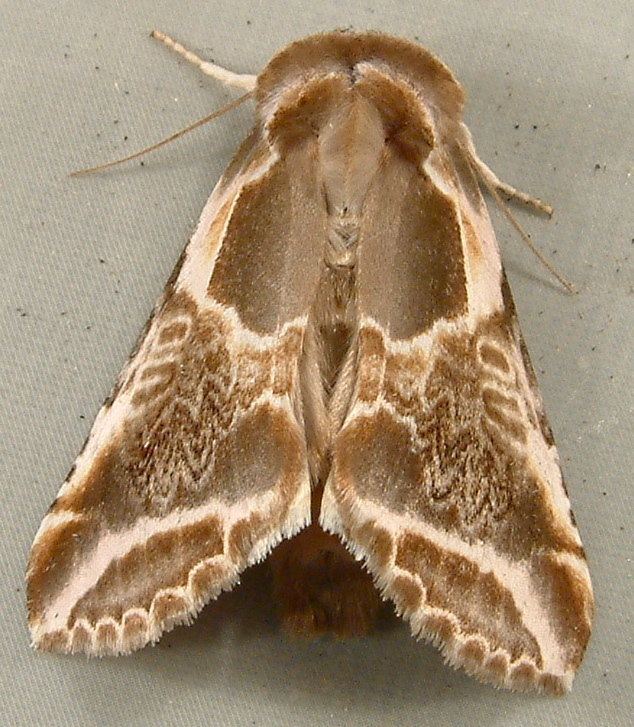 Habrosynini