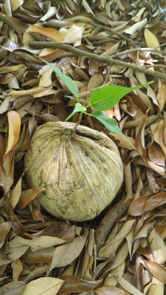 Mature peepal tree trunk and canopy