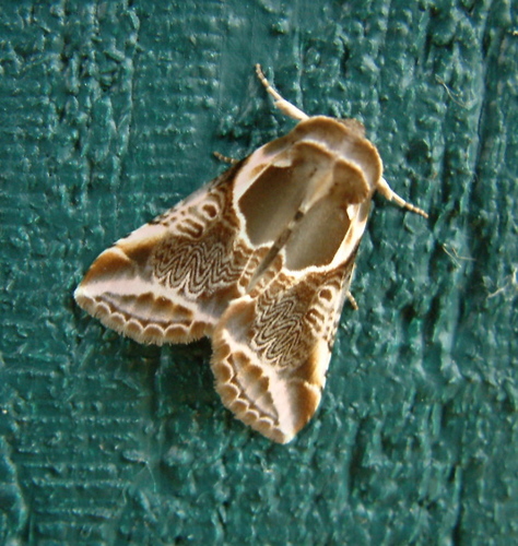 Lettered Habrosyne Moth