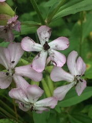 Microbotryum saponariae