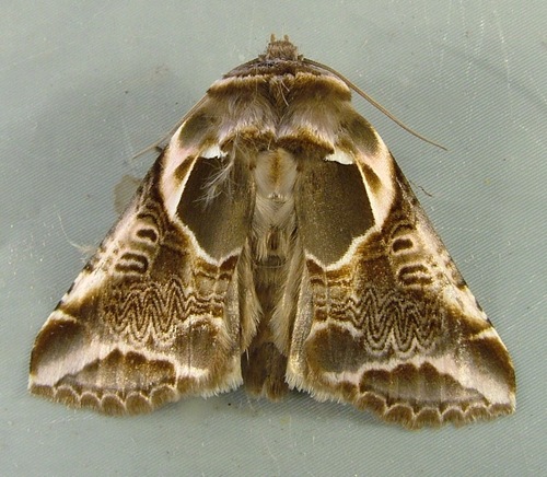 Lettered Habrosyne Moth
