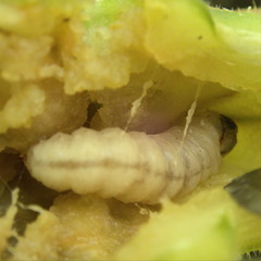 Eichlinia cucurbitae