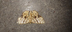 Heterostegane subtessellata