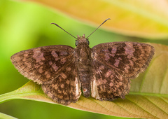 Viola violella