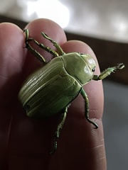 Chrysina laniventris