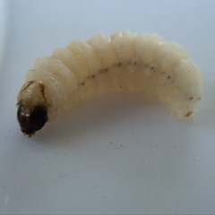 Eichlinia cucurbitae