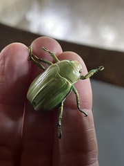 Chrysina laniventris