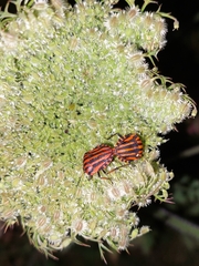 Graphosoma italicum italicum