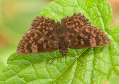 Viola violella