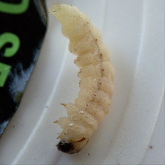 Eichlinia cucurbitae