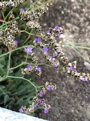 Limonium duriusculum