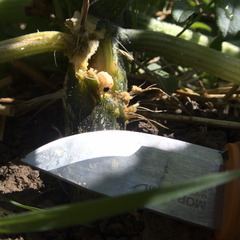 Eichlinia cucurbitae