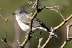 Vireo vicinior