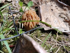 Morchella populiphila