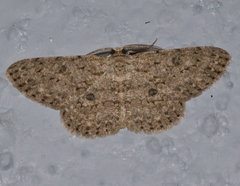 Geometridae