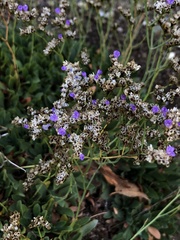 Limonium duriusculum