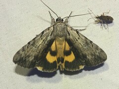 Catocala gracilis