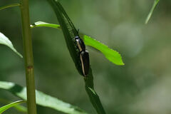 Chalcolepidius apacheanus