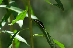 Chalcolepidius apacheanus