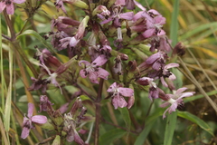 Microbotryum saponariae