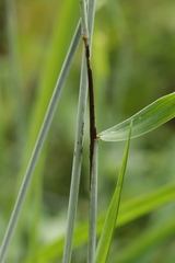 Tranzscheliella hypodytes