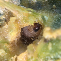 Eichlinia cucurbitae