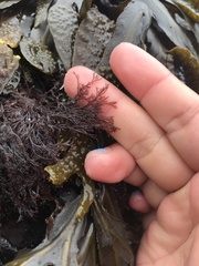 Microcladia borealis