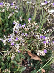 Limonium duriusculum