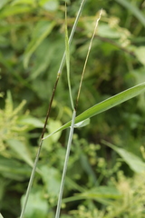 Tranzscheliella hypodytes